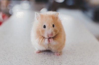 Mi hamstervill