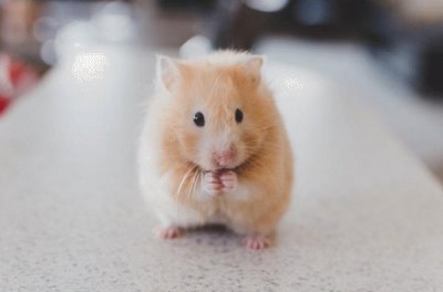 פאזל של Mi hamstervill