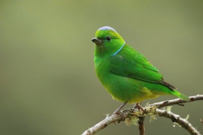 Tangara verde dai sopraccigli dorati