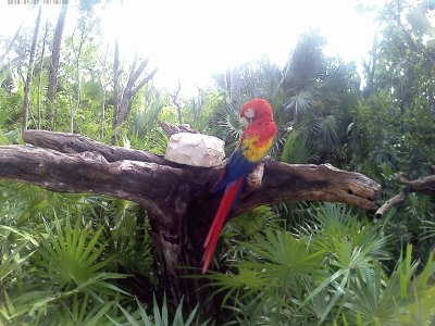 פאזל של guacamaya