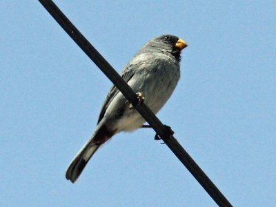 Beccasemi codafasciata