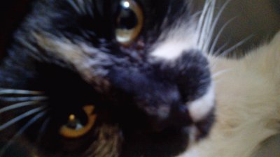 animales
