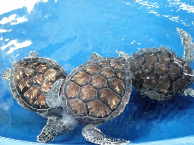 Tortugas en el Acuario de Veracruz.