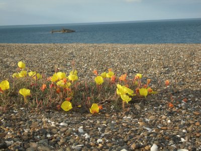 Playa jigsaw puzzle