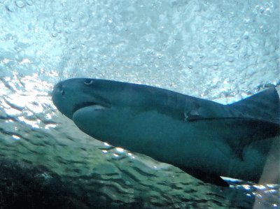 פאזל של TiburÃ³n en el Acuario de Veracruz.