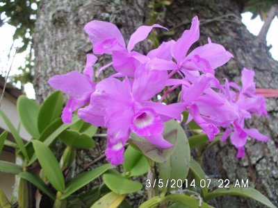 Blooming Orchids in our garden