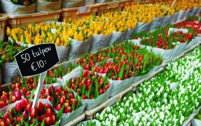 פאזל של mercado tulipan