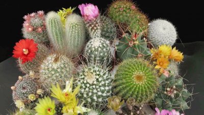 פאזל של cactus