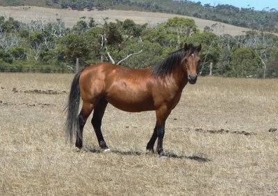 פאזל של Coffin bay