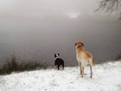 Chiens aux MontagnÃ©s jigsaw puzzle