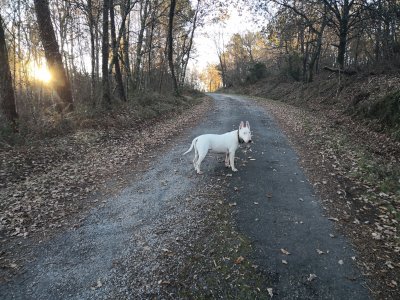 chico jigsaw puzzle