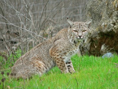 פאזל של Bobcat