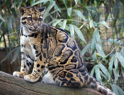 פאזל של Clouded Leopard