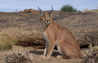 Caracal jigsaw puzzle