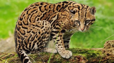 Ocelot