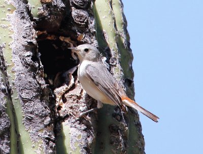 Parula di lucy