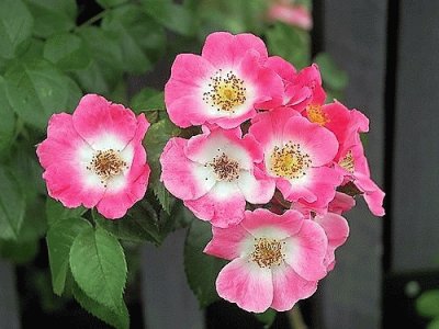 flores