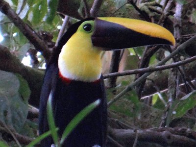 Tucano becconero
