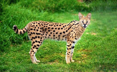 Serval jigsaw puzzle