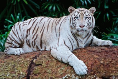 פאזל של Bengal Tiger