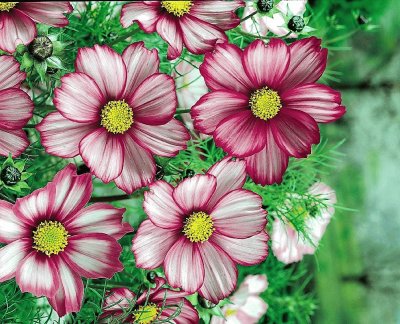 flores