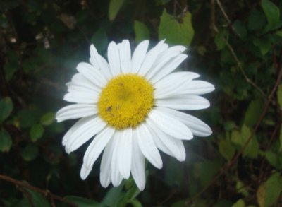פאזל של Flor blanca
