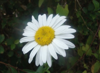 Flor blanca