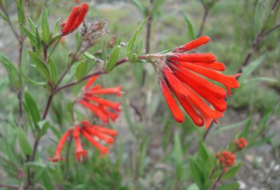 Flor corneta