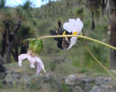 פאזל של Mariposa en flor