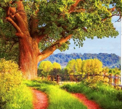 Bosque jigsaw puzzle