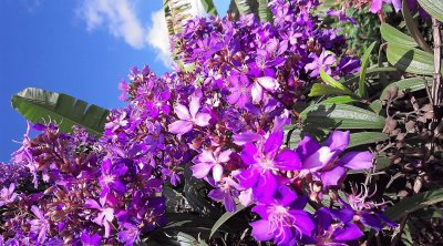 flores