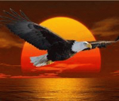 eagle in flight jigsaw puzzle