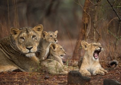 Asiatic Lioness with Cubs