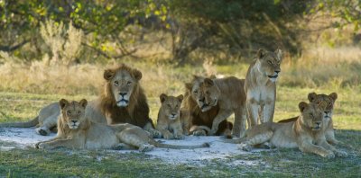 African Lion Pride jigsaw puzzle