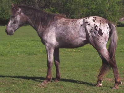 Walkaloosa jigsaw puzzle