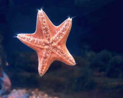 פאזל של estrella de mar