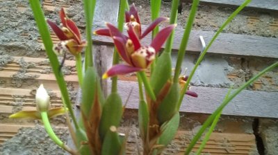 OrquÃ­dea Maxillaria Tenuifolia jigsaw puzzle