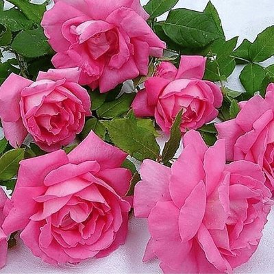 flores