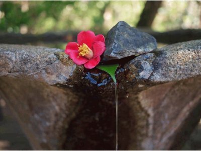 Agua e flor