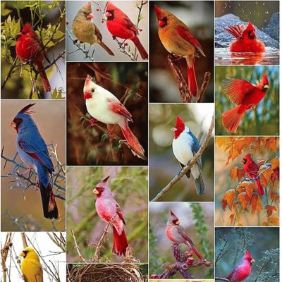 Cardinals jigsaw puzzle