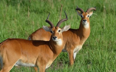 ANTILOPES jigsaw puzzle