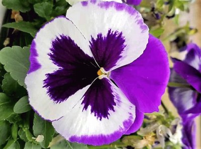 flores