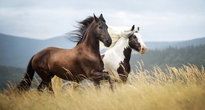 cavalo jigsaw puzzle