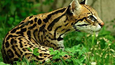 Ocelote jigsaw puzzle