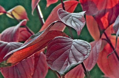 red jigsaw puzzle