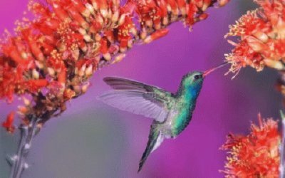 Colibri jigsaw puzzle