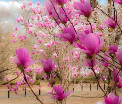 fiori