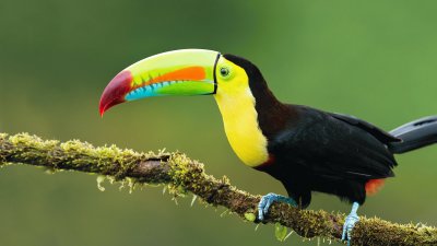 TUCAN jigsaw puzzle