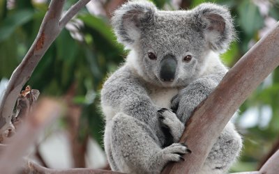 KOALA jigsaw puzzle