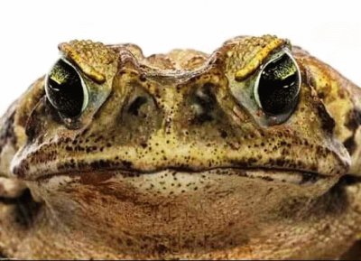 Sapo